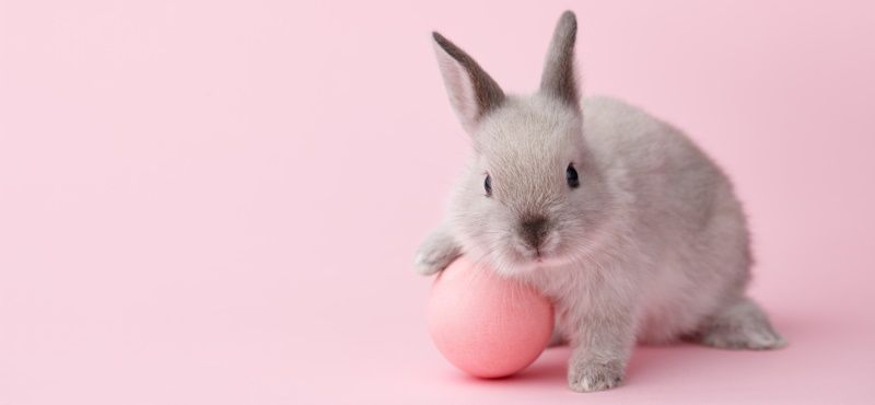 Обзор кроликов для содержания дома