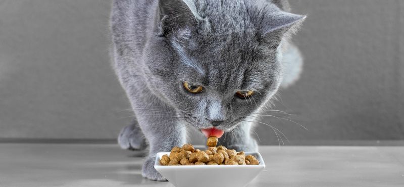 Классификация кормов для кошек