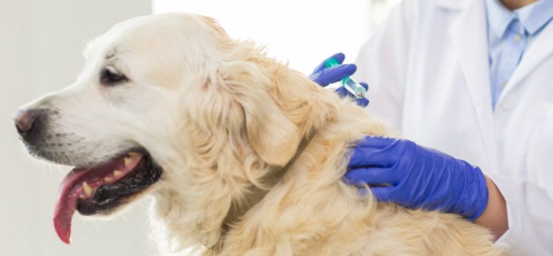 Какие есть ограничения на прием препаратов от паразитов