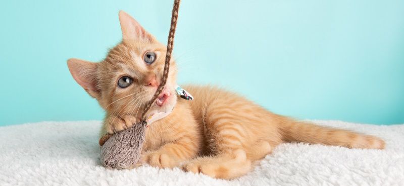 Интерактивные игрушки для кошек: что выбрать