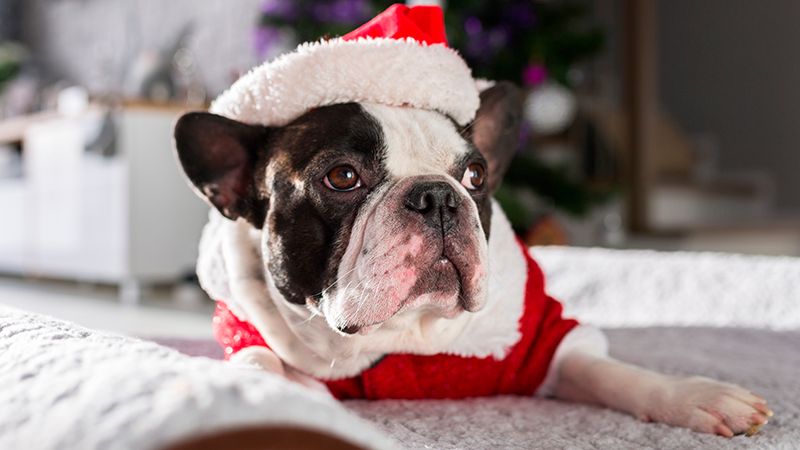 Одежда для французских бульдогов