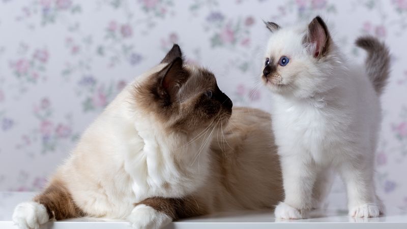 Новорожденный котёнок: чем кормить и как ухаживать