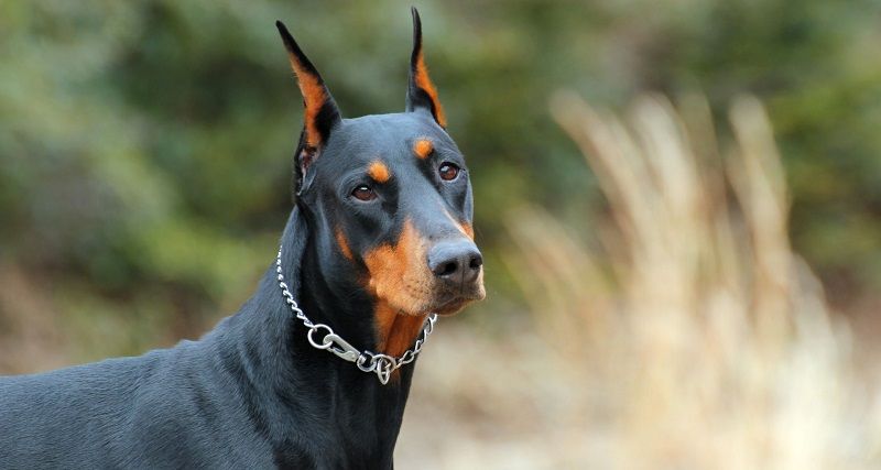 Доберман – порода собак Доберман – порода собак