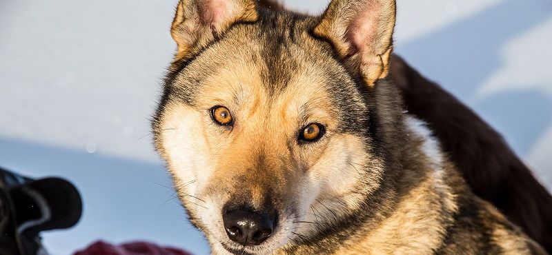 Восточносибирская лайка – порода собак