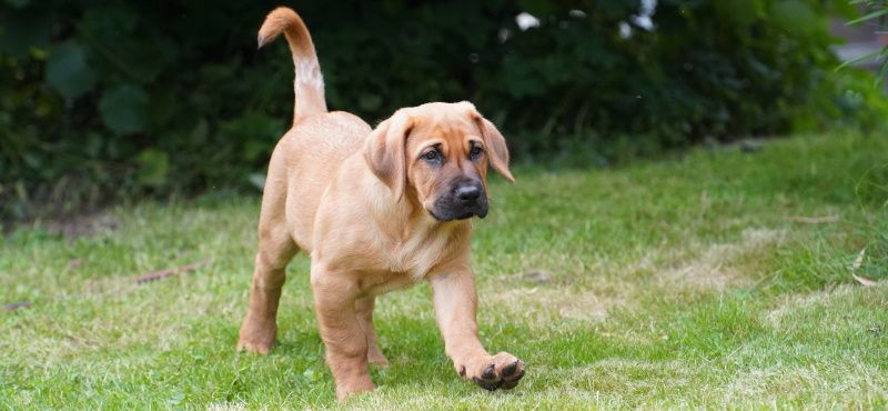 Брохольмер - порода собак Брохольмер - порода собак