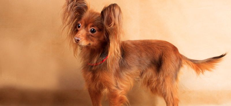 Одежда для той-терьера - модные костюмчики