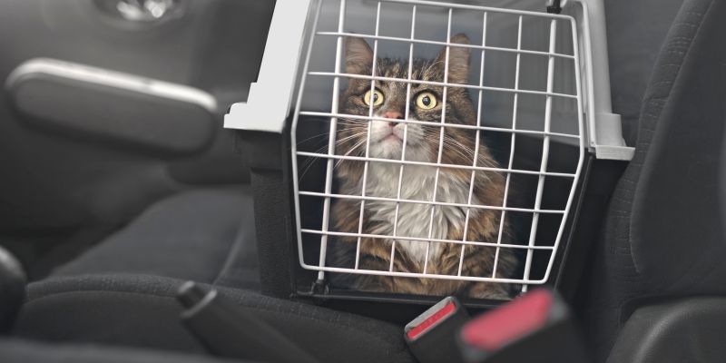 Популярные гаджеты для кошки