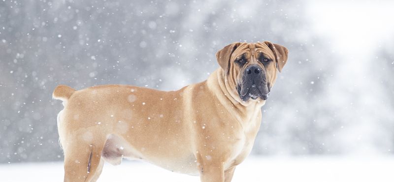 Бурбуль – порода собак Бурбуль – порода собак