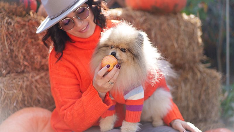 Одежда для собак: подбираем осенний гардероб