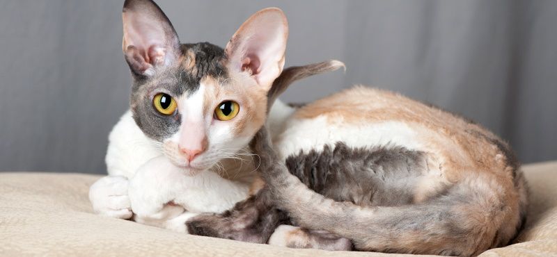 Лучшие породы кошек для детей