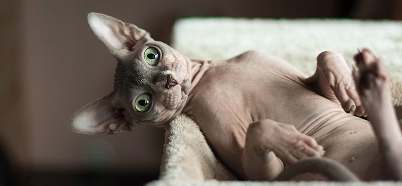 Как ухаживать за сфинксом