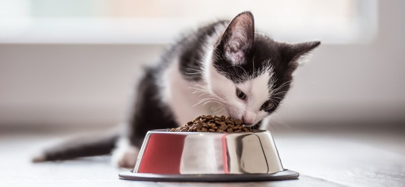 Как подобрать правильную замену внутри лечебных кормов ROYAL CANIN® для кошек