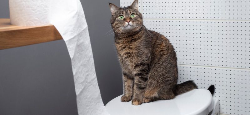 Как приучить кошку к унитазу