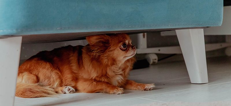 Осторожно, Новый год!