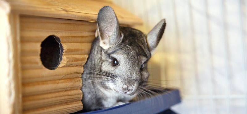 Шиншилла в домашних условиях: содержание, уход, чем кормить