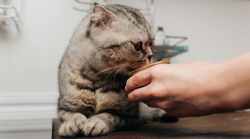 Чем кормить кастрированного кота?