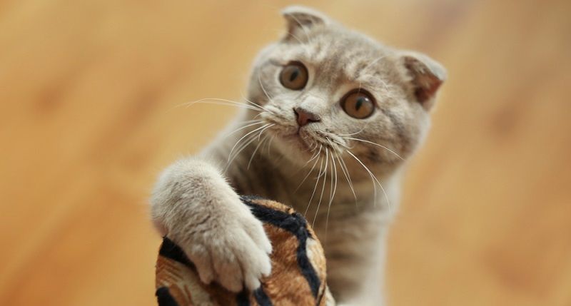 Как приучить кота к когтеточке?