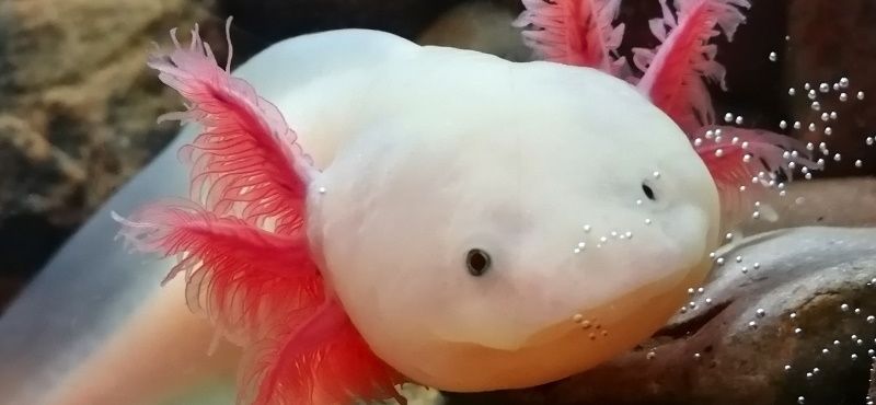 Аксолотль: как содержать