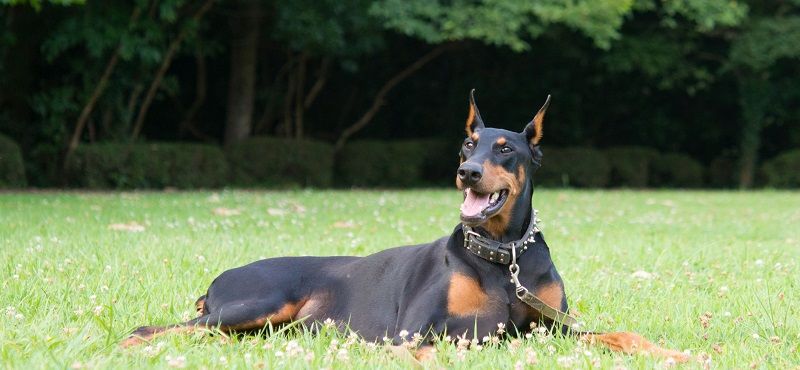 Доберман – порода собак