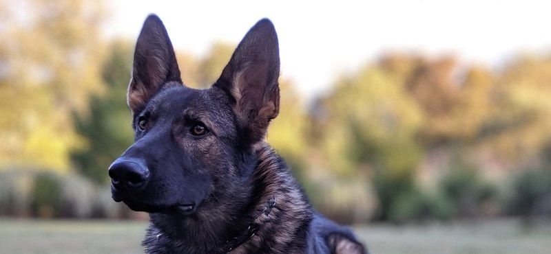 Немецкая овчарка – порода собак