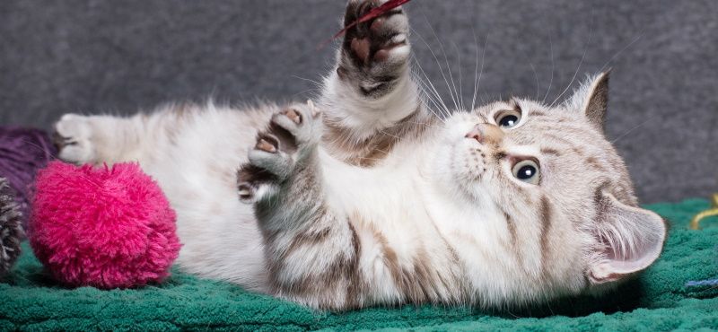 Манчкин: особенности породы, уход, содержание