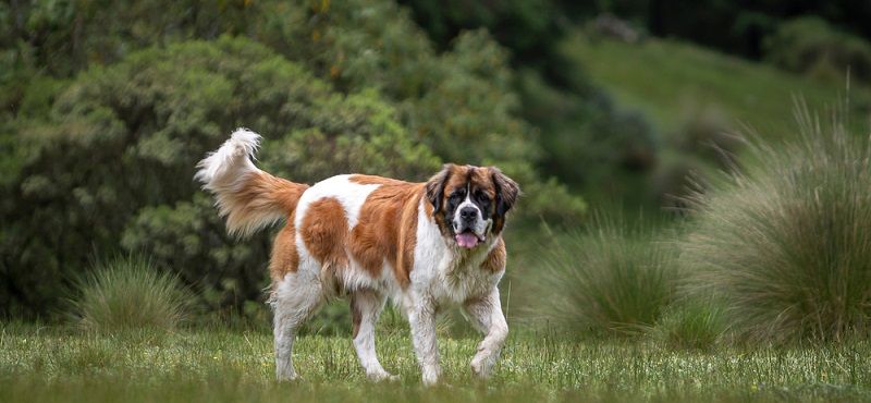 Собаки для детей: обзор пород, которые подойдут ребенку