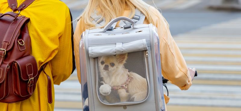 Выбираем рюкзак-переноску Выбираем рюкзак-переноску