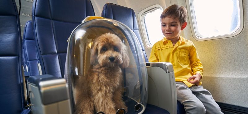 Как правильно перевозить питомца в самолете?