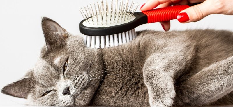 Что делать, если кошка сильно линяет