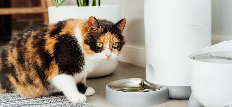 Как правильно хранить сухой корм для собак и кошек?