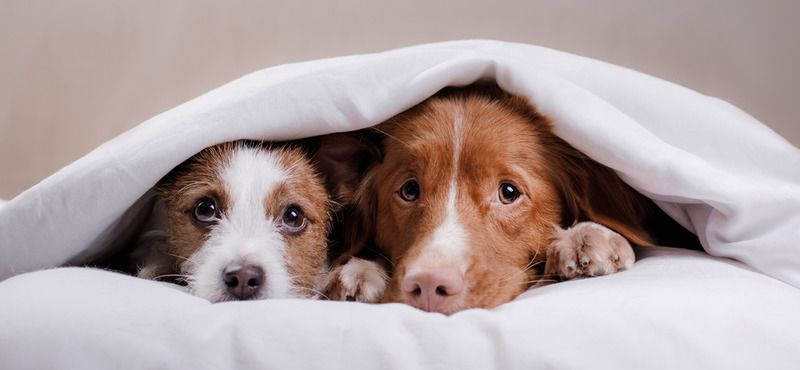 Согревающие товары для домашних животных