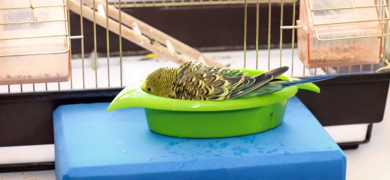 Как купать попугая