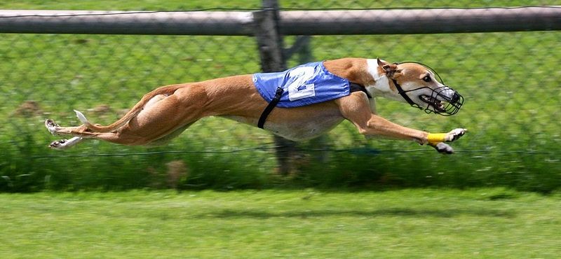 Грейхаунд или английская борзая - порода собак