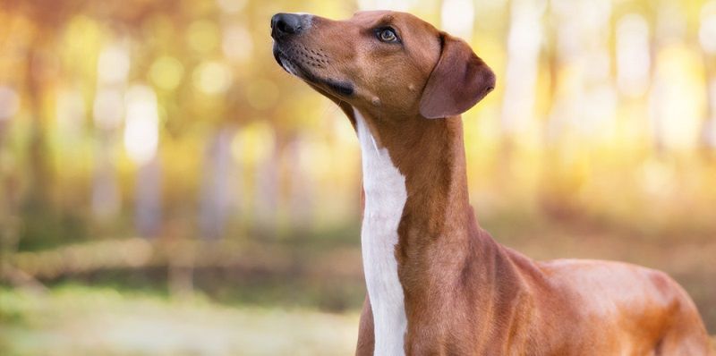 Азавак - порода собак