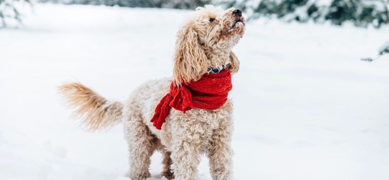 Как отучить собаку подбирать еду на улице