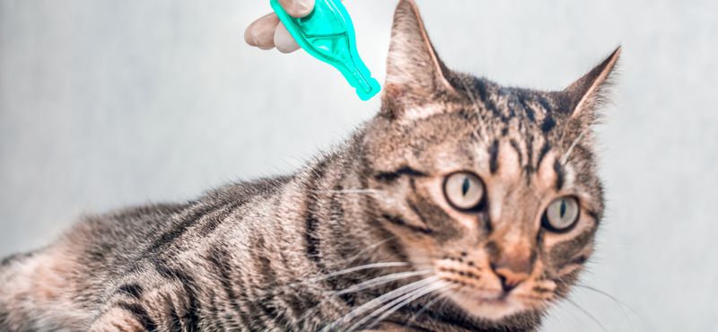 Стронгхолд для котят: инструкция по применению
