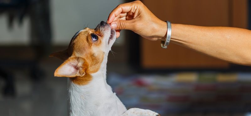 Натуральные и гипоаллергенные лакомства для собак