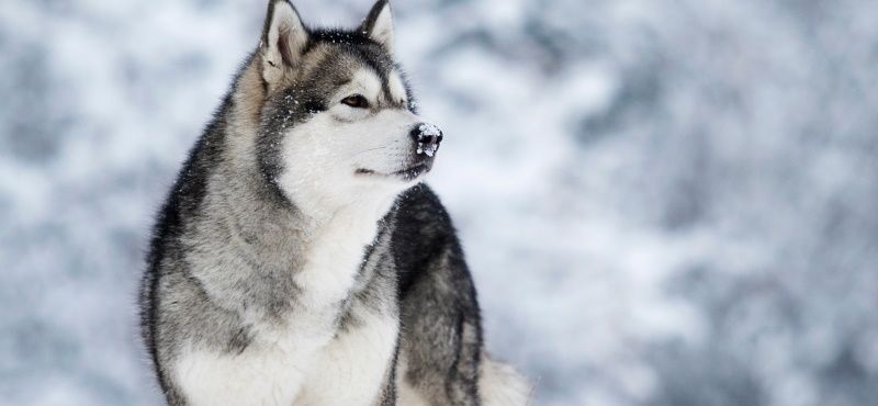 Катание на собаках: виды и особенности
