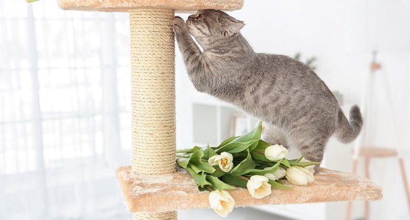 Как приучить кота к когтеточке?