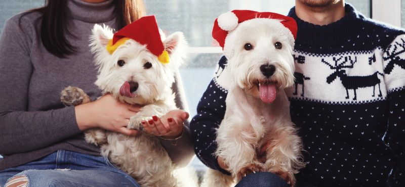 Празднуем Новый год вместе с питомцем