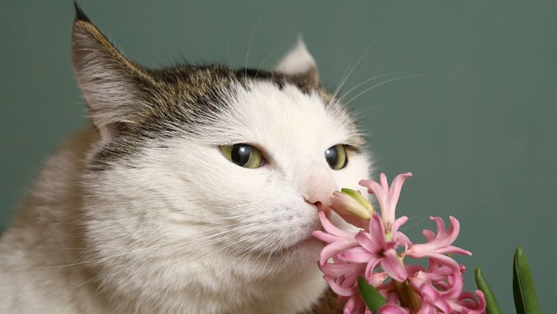 Растения для кошек: какие растения опасны для кошек и как защитить комнатные цветы