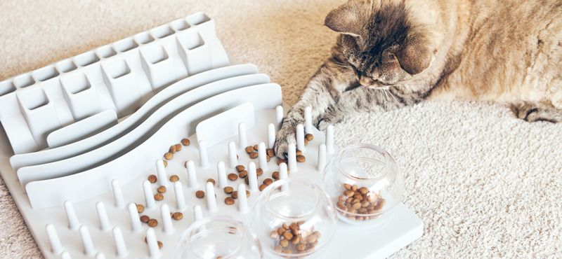 Интерактивные товары для питомцев: обзор игрушек, автокормушек и ошейников с QR-кодом и GPS 