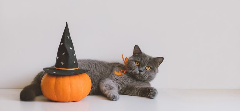 Обзор нарядов на Хэллоуин для питомцев