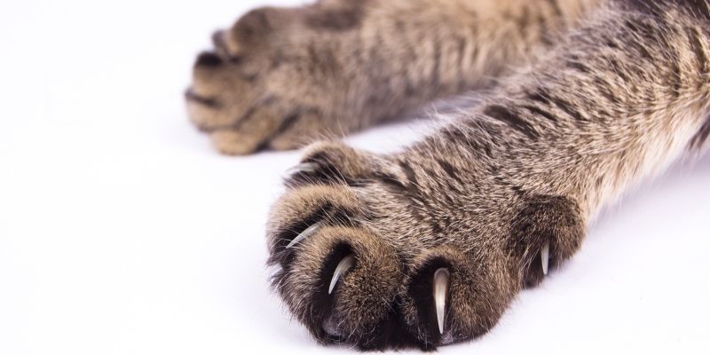 Маникюр для Мурки. Как правильно самим стричь когти кошкам