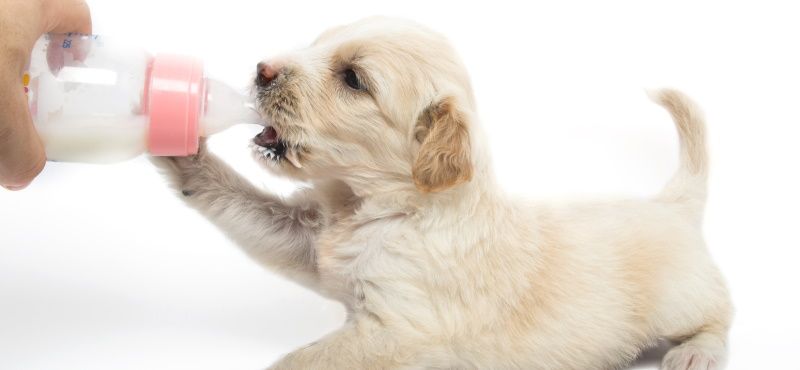 Молоко для собак: советы