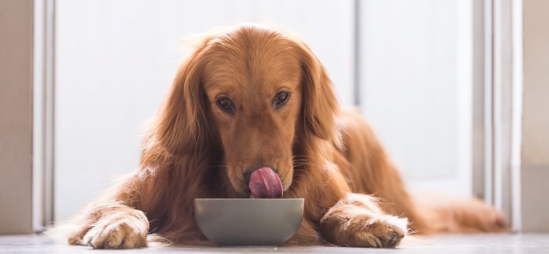 Классификация кормов для собак