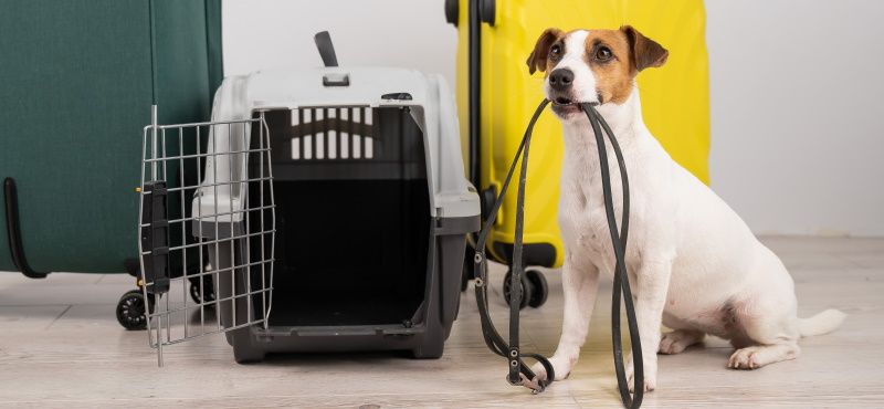 Как правильно перевозить питомца в самолете?