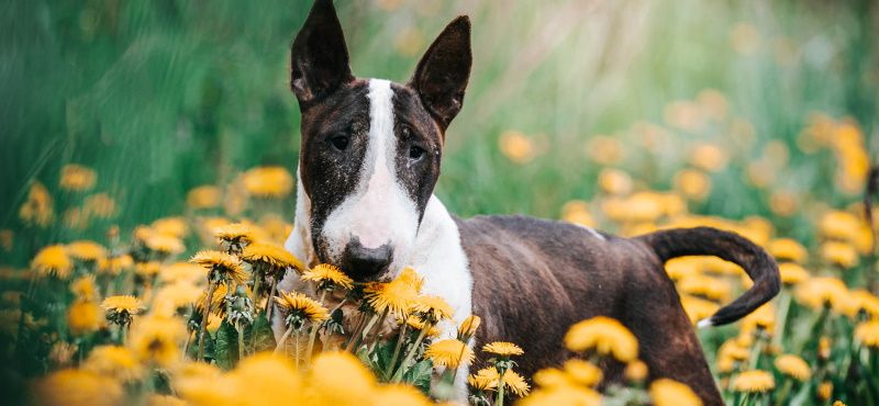 Бультерьер - порода собак Бультерьер - порода собак
