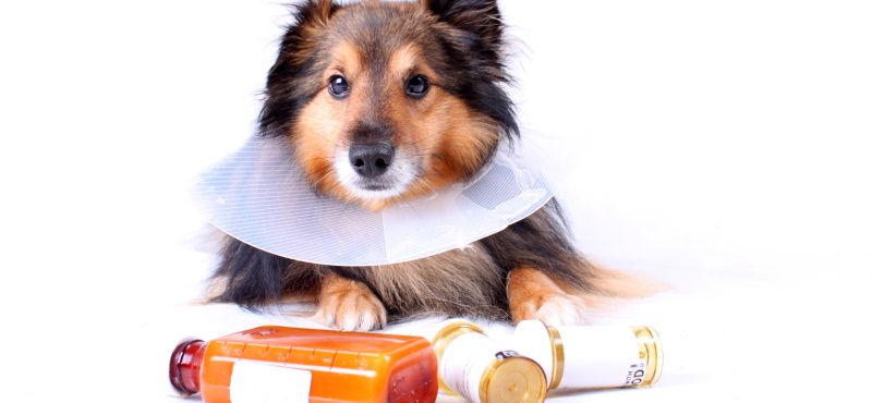 Какие есть ограничения на прием препаратов от паразитов