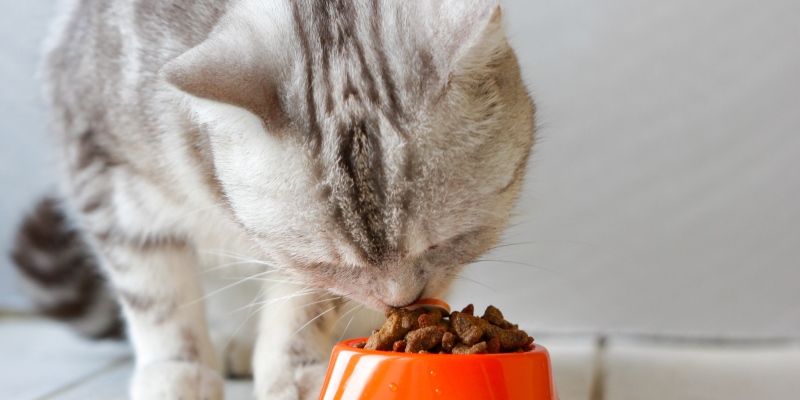 Лакомства для кошек